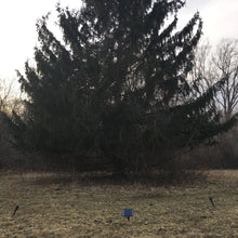 Load image into Gallery viewer, Solar Spotlight Kit with Remote